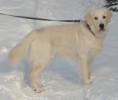 /album/selmas-valpar-2012/selmas-valp-linus-jpg/